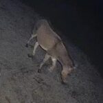 Zebra-donkey-hybrid-caught-on-camera-after-escape-from-Michigan-farm