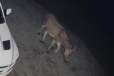 Zebra-donkey-hybrid-caught-on-camera-after-escape-from-Michigan-farm