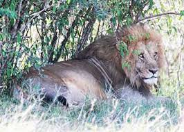 lions
